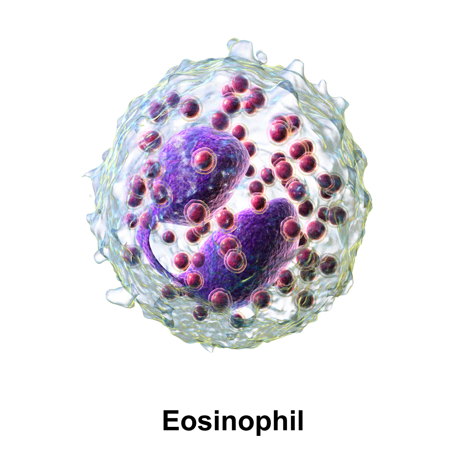 Л эозинофилы. Тучные клетки. Эозинофилия периферической кров. Эозинофилы под микроскопом.