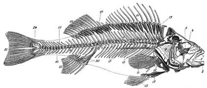 Columna vertebral - Wikipedia