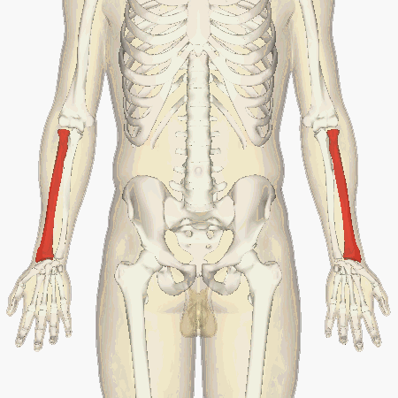 Situación del radio (en rojo) en el esqueleto humano.